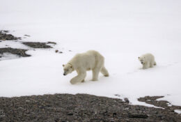 Spitsbergen_2025 (1/78)